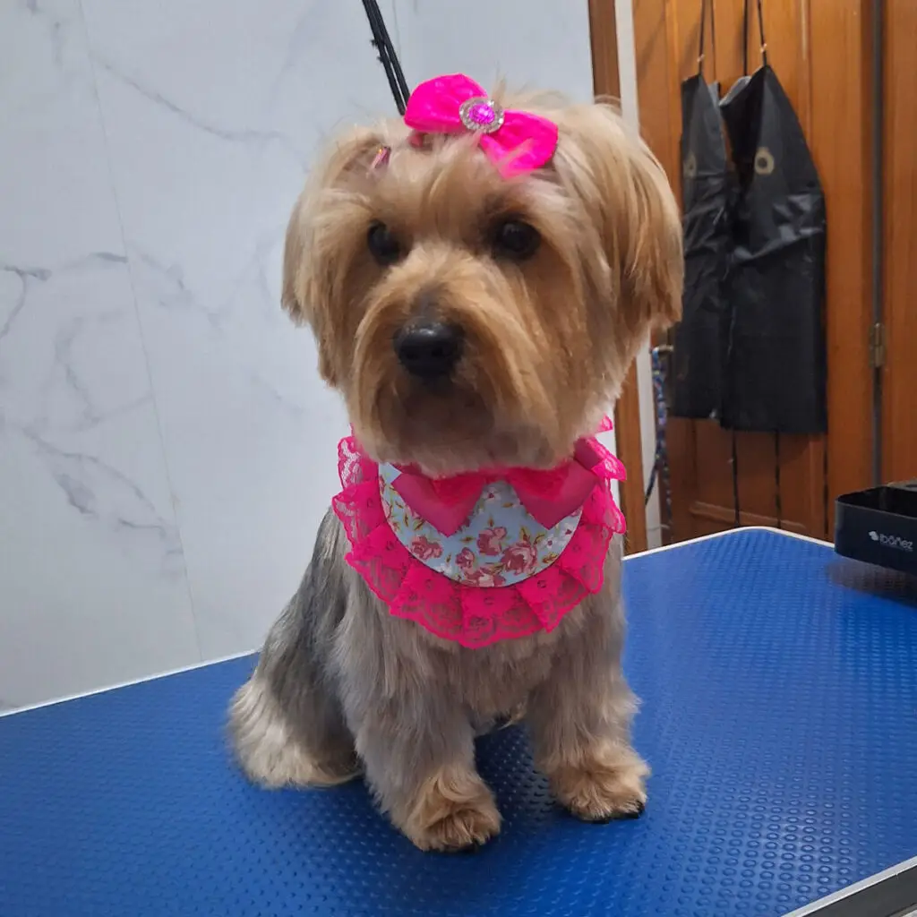 Cão Yorkshire com laço rosa e acessório decorativo após grooming