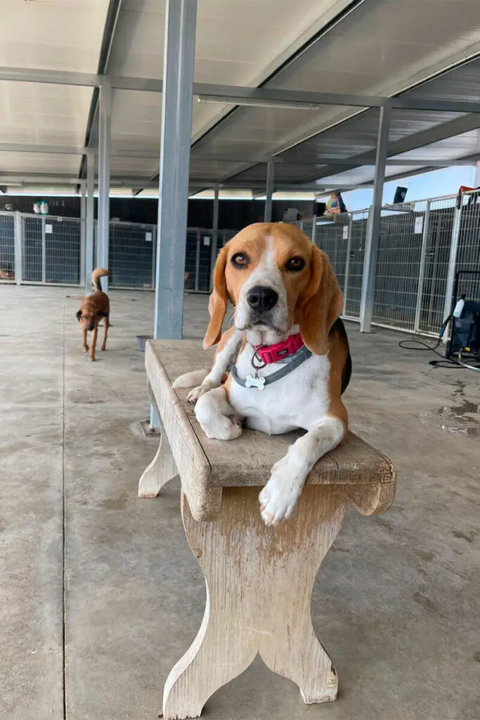 Cão beagle apoiado num banco dentro de canil