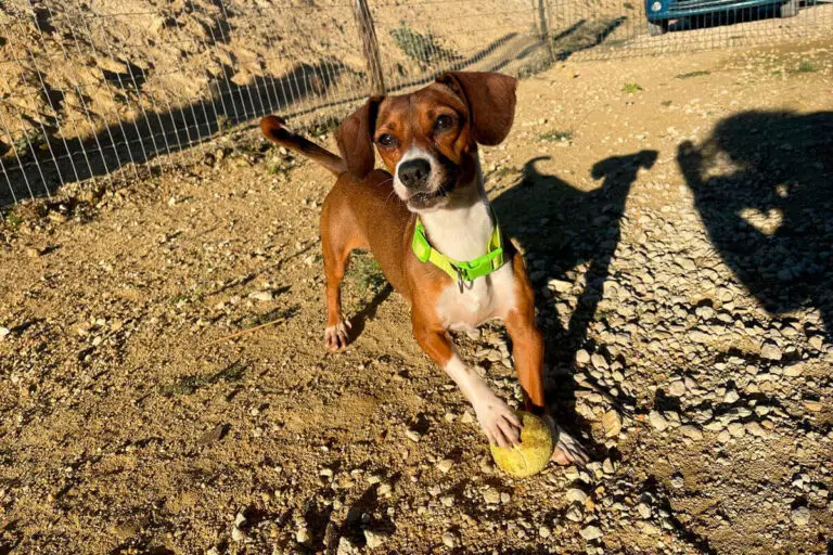 Cão castanho a brincar com bola em espaço exterior