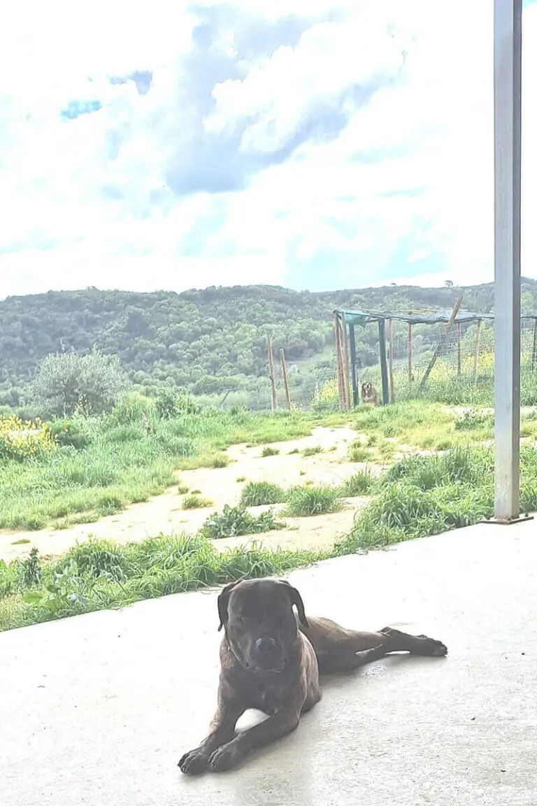 Cão castanho deitado em zona coberta com vista para exterior