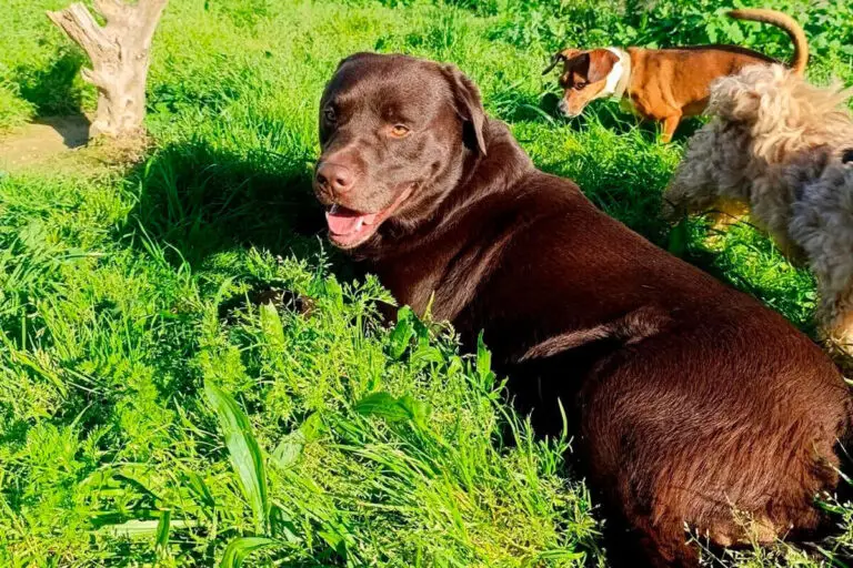 Cão castanho deitado na relva com outros cães ao fundo