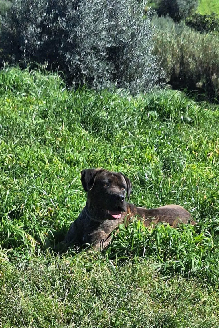 Cão castanho deitado na relva em espaço exterior natural