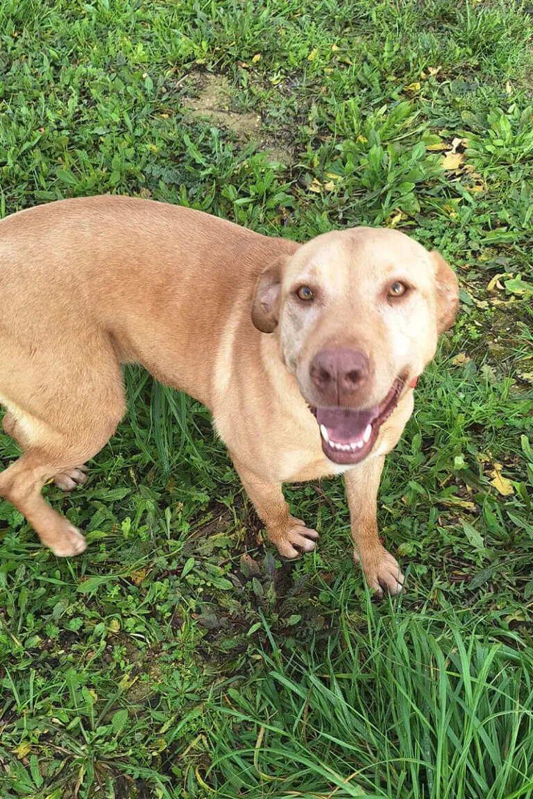 Cão castanho sorridente na relva em ambiente natural