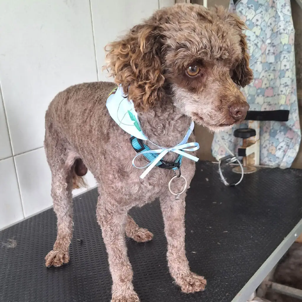 Cão de porte médio com tosquia curta e lenço azul após grooming