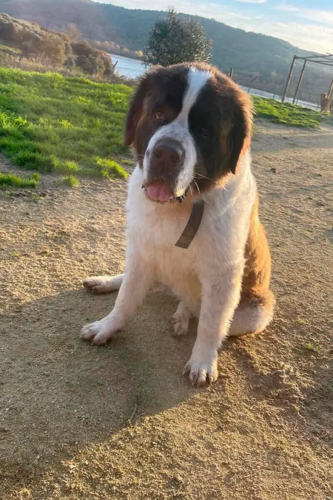 Cão grande branco e castanho sentado ao ar livre