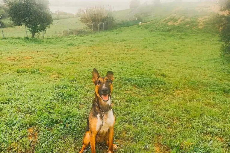 Cão pastor sentado na relva em espaço exterior amplo