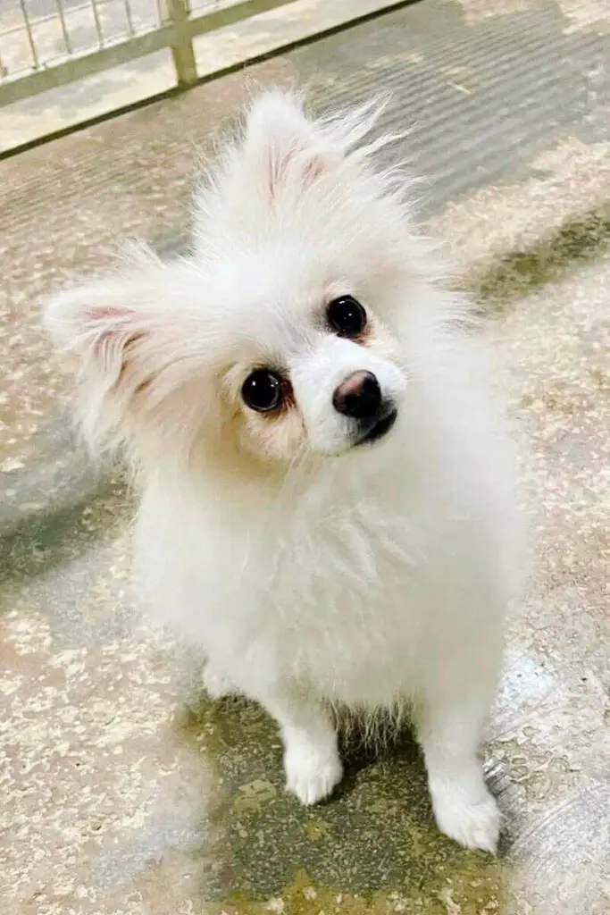Cao pequeno branco com pelo fofo sentado a olhar para a camara