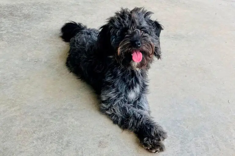 Cão pequeno preto deitado no chão com expressão alegre