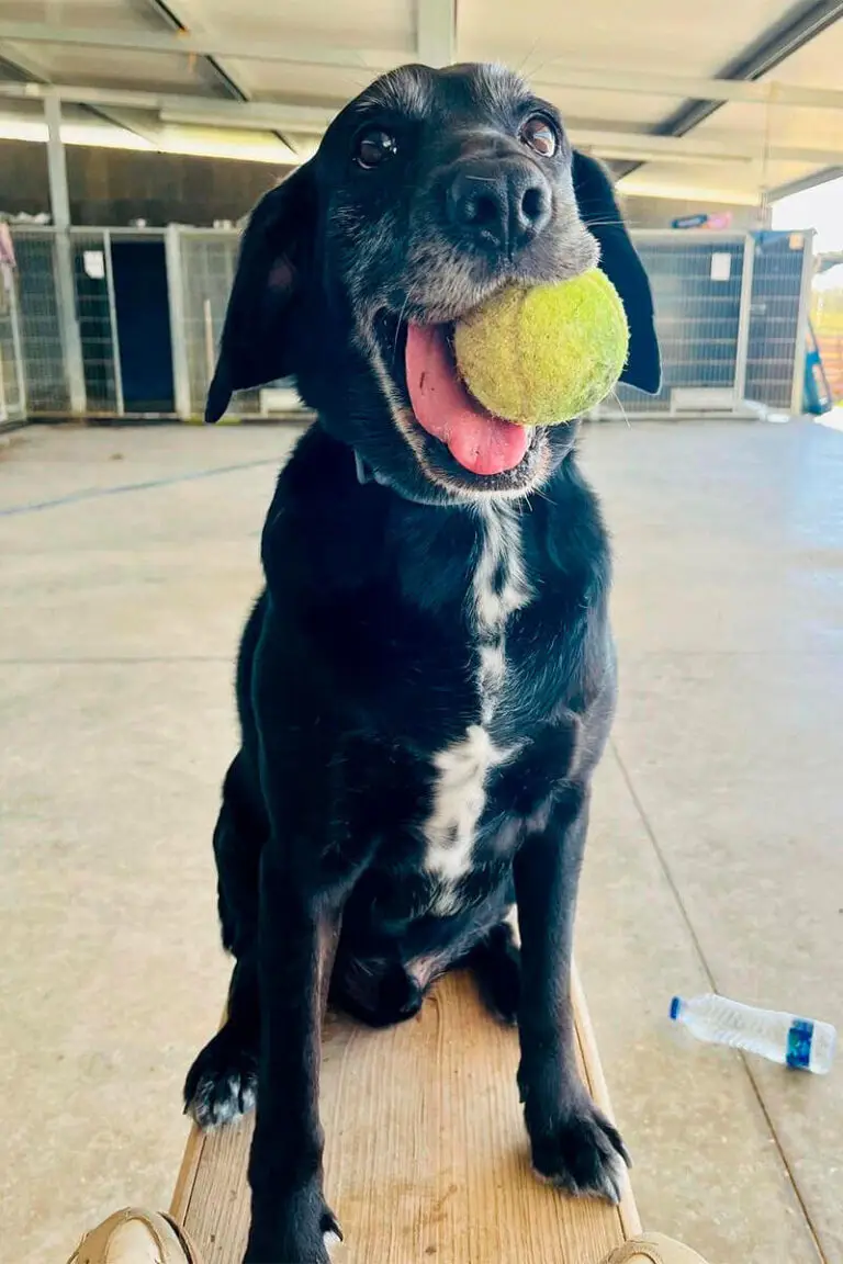 Cão preto com bola na boca sentado num banco