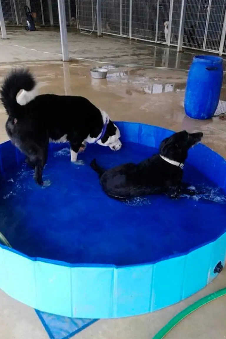 Dois cães a brincar dentro de piscina azul em zona de lavagem