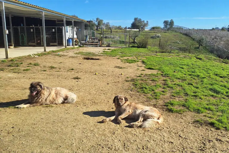 Dois cães deitados ao sol em espaço exterior com relva e zona de recreio