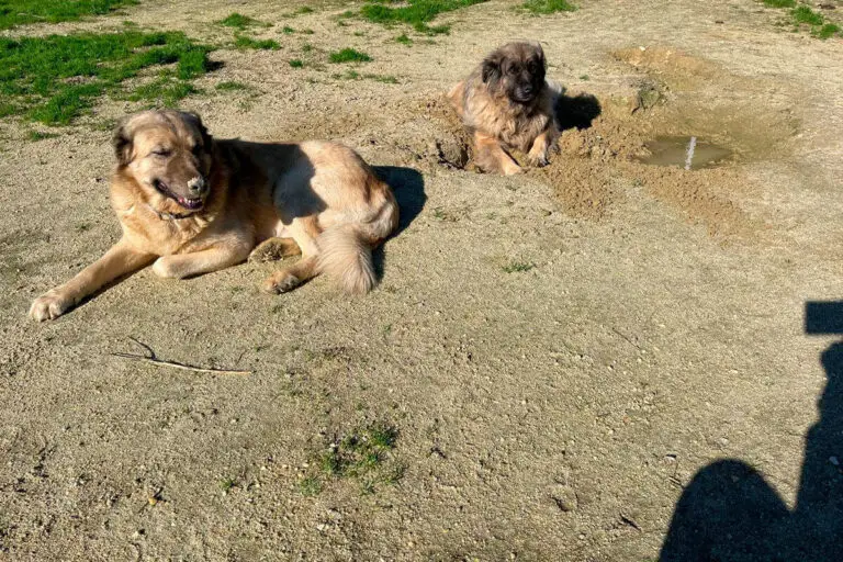 Dois cães deitados ao sol em espaço exterior com terra e relva