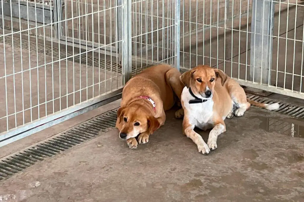 Dois cães deitados dentro de box em ambiente protegido