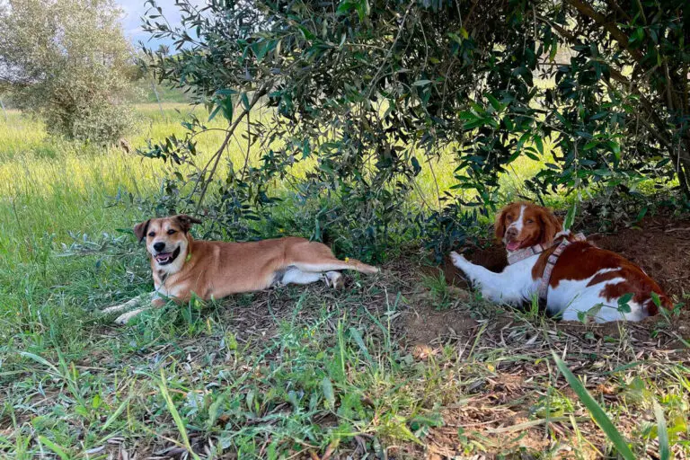 Dois cães deitados na sombra junto a árvore em ambiente natural