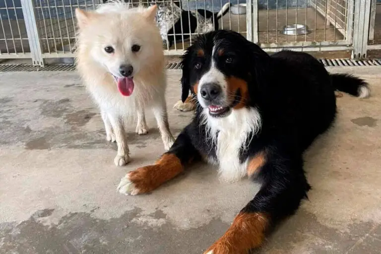 Dois cães em zona interior de box com espaço controlado