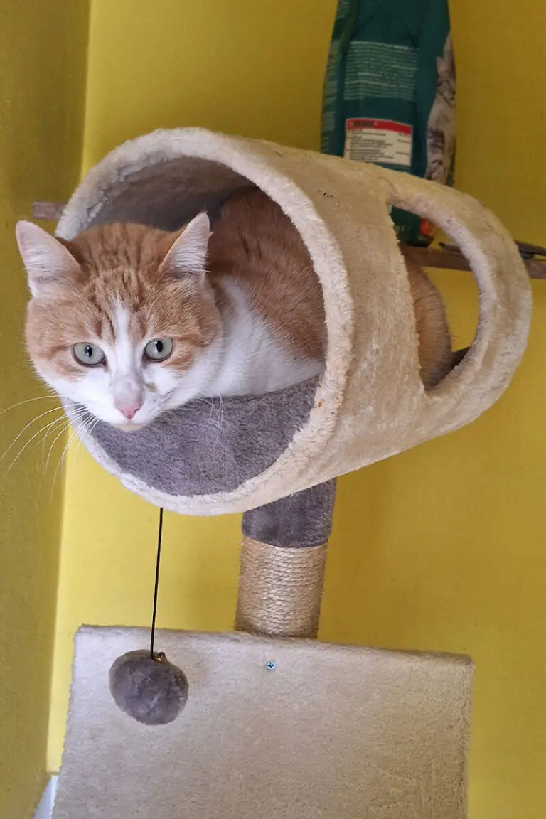 Gato laranja e branco deitado em arranhador dentro de espaço interior