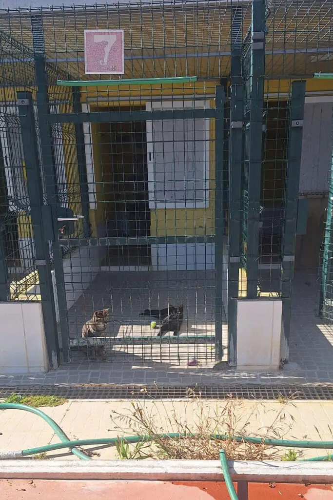 Gatos dentro de box individual com rede em ambiente controlado