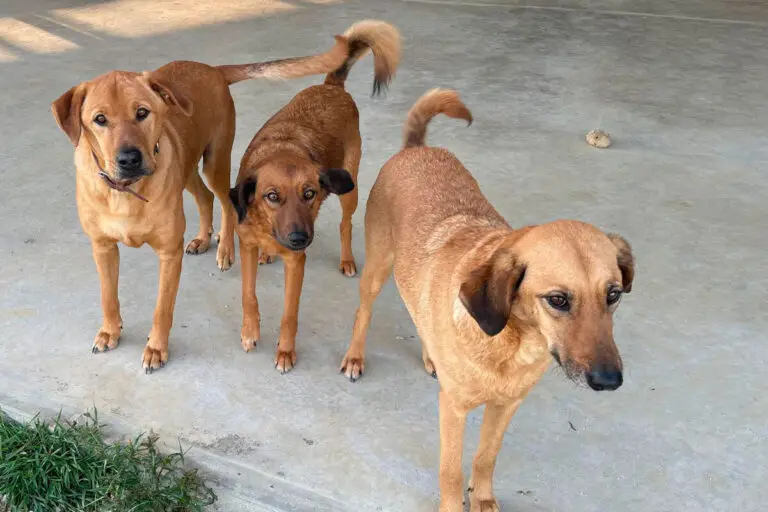Três cães em pé num chão de cimento, a olhar para a câmara